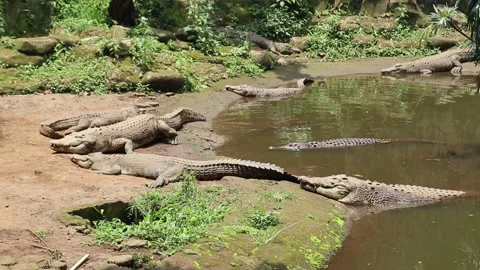 A group of estuarine crocodiles Stock Footage 221827329