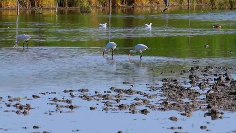 Group of Eurasian Spoonbill (Platalea leucorodia) Stock Footage 282910432