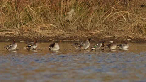 A Group of Eurasian Teal Preening. Stock Footage 231829379