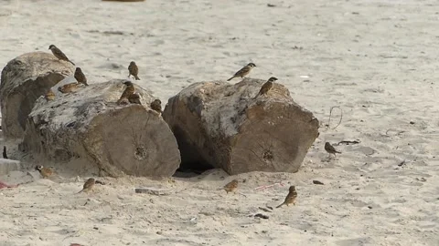 Group of Eurasian tree sparrow playing around on a beach on a tree log. Video stock 155507246