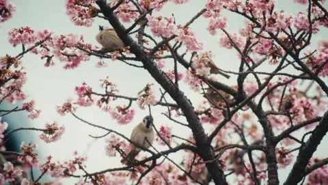Group of Eurasian Tree Sparrows Among Cherry Blossoms, Itokawa River, Atami Stock Footage 341387664