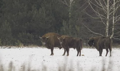 Group of European Bison(Bison bonasus) in winter one of them carrying telemet Stock Photos