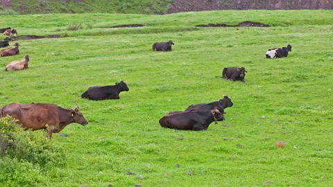 Group of evenly distributed cows are laying on short green grass pasture with no Vídeo Stock 276369524