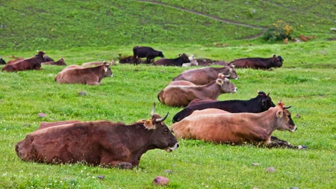 Group of evenly distributed horned brown and black cows are laying on short Vídeo Stock 276497145