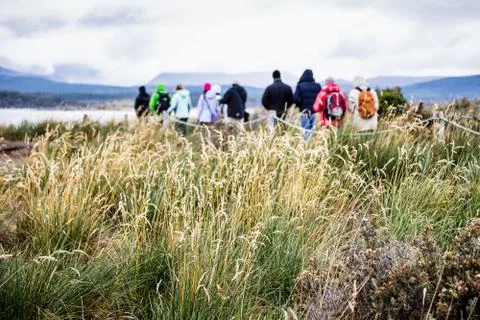 Group of explorers walking in Isla Martillo to visit penguins, tall grass in  Stock Photos