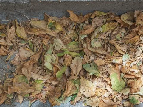 Group of fallen leaves on the ground Stock Photos