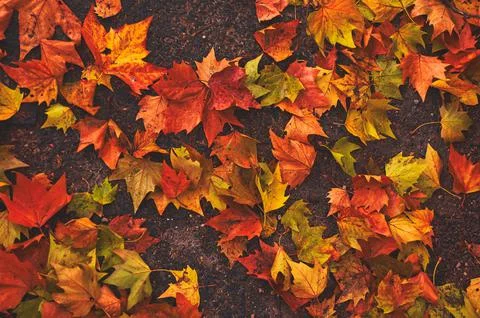 Group of fallen leaves on the ground Stock Photos