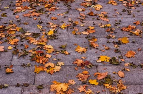 Group of fallen leaves on the ground Stock Photos