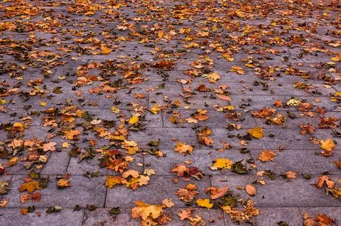 Group of fallen leaves on the ground Stock Photos