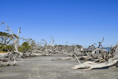 Group of fallen trees Stock Photos