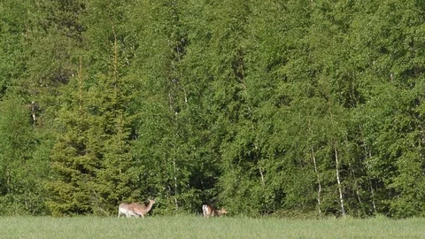 A group of fallow deer is browsing at the forest edge on a hot summer day Stock Footage 94126204