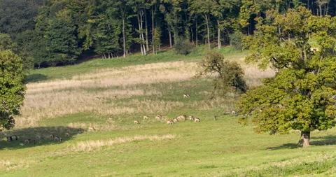 Group of fallow deer (Dama dama) grazing. Stock Footage 133041054
