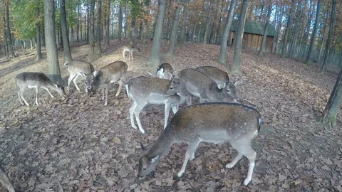 Group of fallow deer eating in the nature Stock Footage 90792437