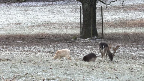 Group of fallow deer at foraging  5 Stock Footage 86056654