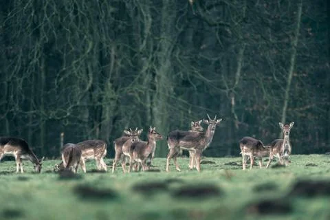 Group of fallow deer in forest meadow. Stock Photos