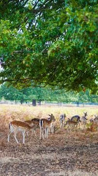 A group of fallow deer grazing in a meadow under the canopy of a sprawling gr Stock Photos