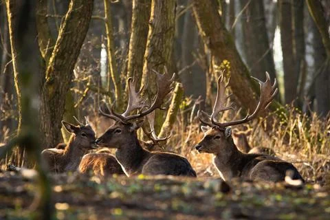 Group of fallow deer lying on the ground in sunlight Stock Photos