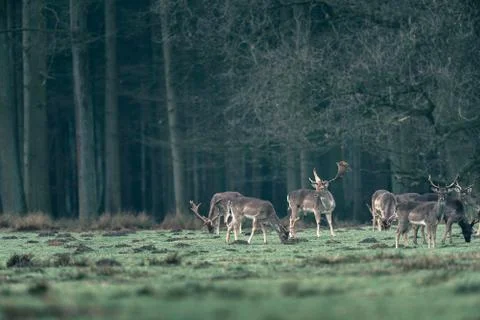 Group of fallow deer in meadow of forest. Stock Photos