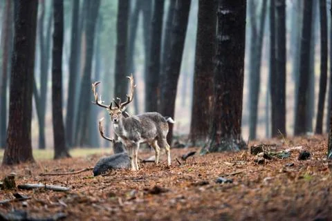 Group of fallow deer in rainy forest. Stock Photos