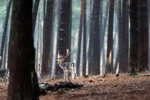 Group of fallow deer in rainy forest. Foto stock