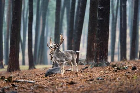 Group of fallow deer in rainy forest. Stock Photos