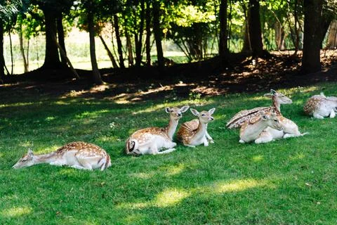 A group of fallow deer resting on the grass in the shade of trees Stock Photos