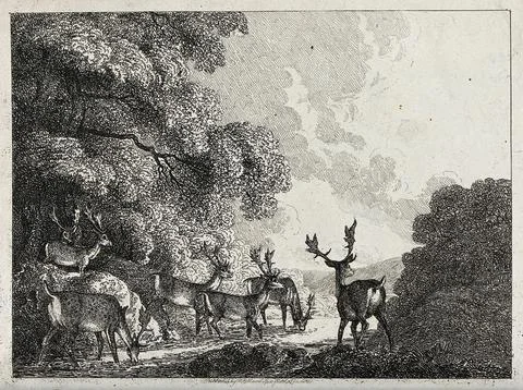 A group of fallow deer stags drinking from a stream. Etching by W-S Howitt. Stock Illustration