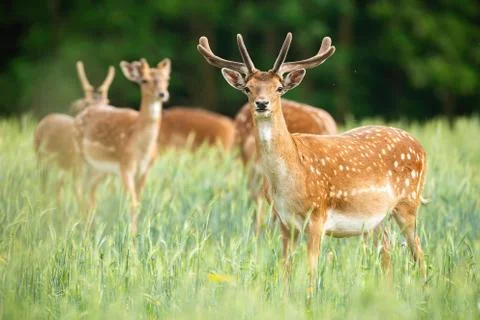 Group of fallow deer stags standing on meadow in the summer. Stock Photos