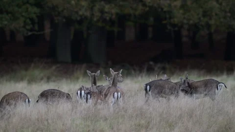 A group of fallow deer standing and lying in a woodland meadow in autumn Stock Footage 334132267