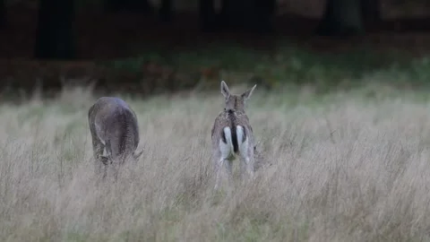 A group of fallow deer standing and lying in a woodland meadow Video stock 334132322