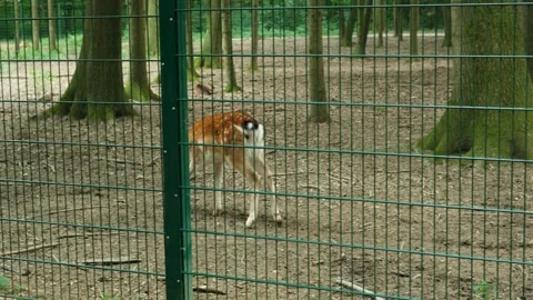 Group of fallow deer walking and grazing behind fence in forest reserve Stock Footage 345716473