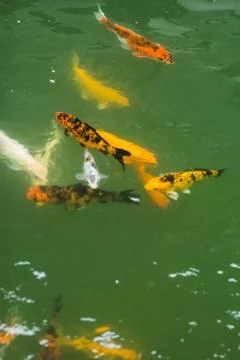 Group of fancy carp Stock Photos