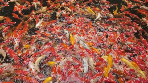 Group of fancy craft on the pool Stock Footage 141501343