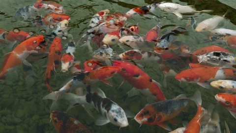 Group of fancy Koi fish carp in a pool of Jerusalem Aquarium, Israel. 스톡 동영상 88468220