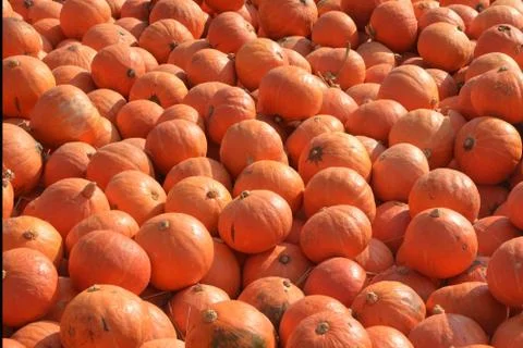 Group of Fancy Pumpkin Stock Photos