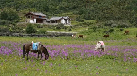 Group of farm animals grazing on the meadow Stock Footage