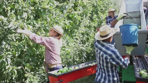 Group of farm workers picking ripe apples, working on harvesting platform in Stock Footage 144079298