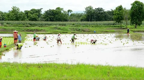 Group of farmer working hard on rice field Stock Footage 41156301