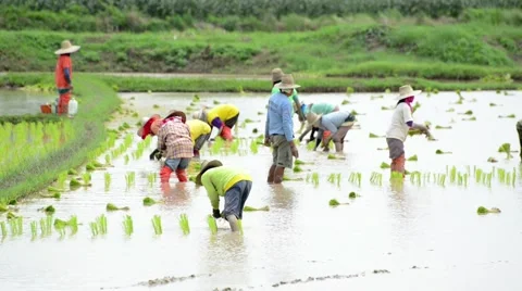 Group of farmer working hard on rice field Stock Footage 41156747