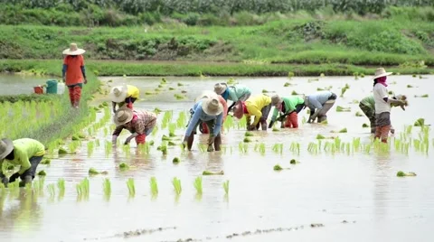 Group of farmer working hard on rice field Stock Footage 41157222