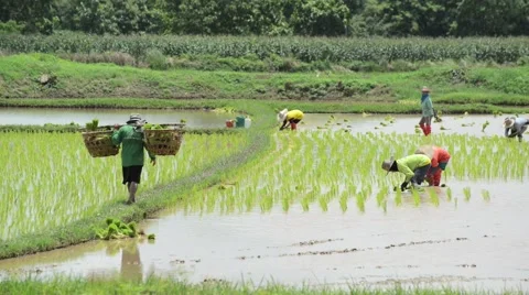 Group of farmer working hard on rice field Stock Footage 41159866