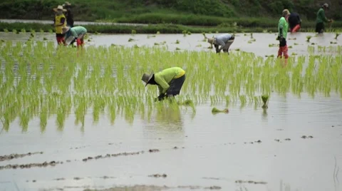 Group of farmer working hard on rice field Stock Footage 41160512