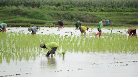 Group of farmer working hard on rice field 스톡 동영상 41161045