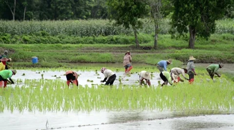 Group of farmer working hard on rice field Stock Footage 41161146