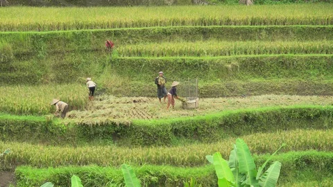 Group of farmer working on rice field. People harvesting in paddy field, Bali Stock Footage 85926744