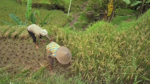 Group of farmer working on rice field. People harvesting in paddy field, Bali Stock Footage 85928552