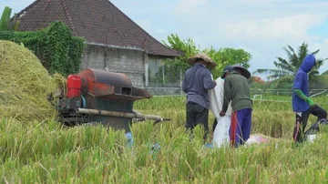 Group of farmer working on rice field. Thresh with threshing machine, Bali Stock Footage 85932694