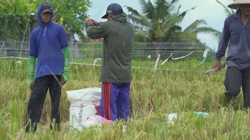 Group of farmer working on rice field. Bali, Indonesia Vidéo 85933740