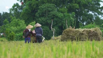 Group of farmer working on rice field. Bali, Indonesia Stock Footage 85933839