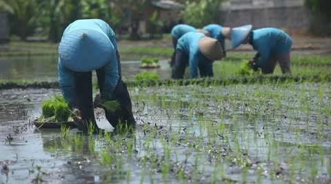 Group of farmers Video stock 22256453